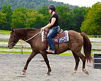 all-around-quarter-horse