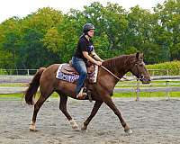 barn-quarter-horse