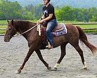 beginner-quarter-horse