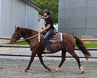 beginner-safe-quarter-horse