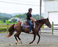 beginner-safe-kid-pony-quarter-horse