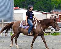 bridges-quarter-horse