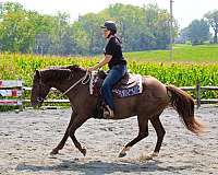 canter-quarter-horse