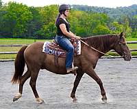 children-quarter-horse