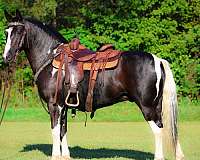 all-around-paint-horse