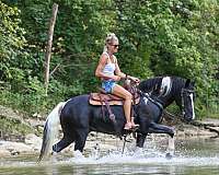 athletic-paint-horse