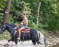 drill-team-paint-horse
