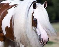 athletic-gypsy-vanner-horse