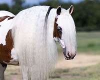 blue-eyed-gypsy-vanner-horse