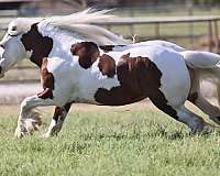 breeding-gypsy-vanner-horse