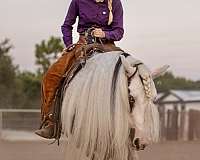 champion-gypsy-vanner-horse