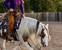 dressage-gypsy-vanner-horse