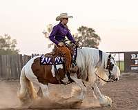 draft-gypsy-vanner-horse