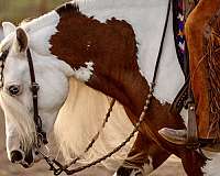 color-producer-gypsy-vanner-horse