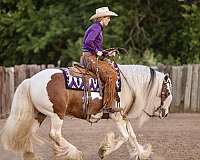 flashy-gypsy-vanner-horse