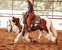 homozygous-gypsy-vanner-horse