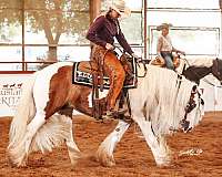 money-winner-gypsy-vanner-horse
