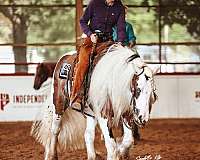 natural-horsemanship-training-gypsy-vanner-horse
