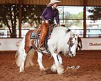 parade-gypsy-vanner-horse