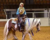 playday-gypsy-vanner-horse