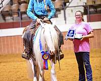 performance-gypsy-vanner-horse