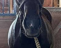 star-snip-socks-horse