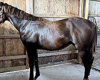 bay-star-snip-socks-horse