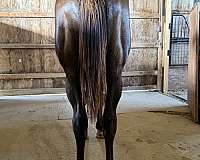 all-around-thoroughbred-horse