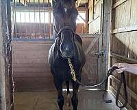 athletic-thoroughbred-horse