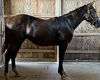 breeding-thoroughbred-horse