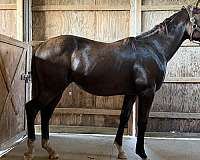 racing-thoroughbred-horse