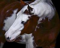 tovero-show-winner-horse