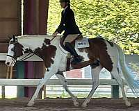 16-hand-tovero-horse