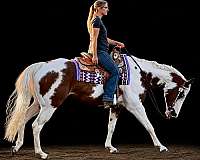 tovero-traine-horse
