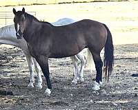 quarter-horse-mare