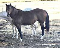 american-quarter-horse