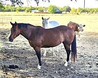 quarter-horse-for-sale