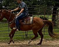 kid-safe-horse-quarter
