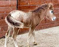 miniature-horse-for-sale