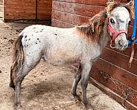 miniature-colt