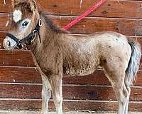 miniature-horse