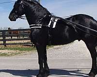 we-stallion