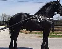 all-around-friesian-horse