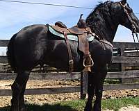 athletic-friesian-horse