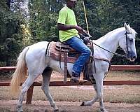 experienced-mare-paso-fino-horse