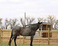 chocolate-aqha-foal