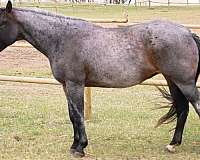 chocolate-foal