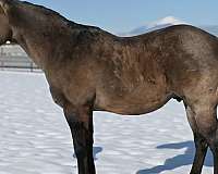 quarter-horse-mare