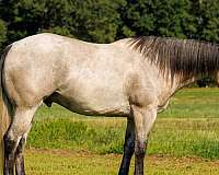 athletic-quarter-horse
