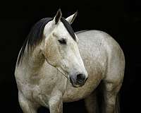 working-cattle-quarter-horse